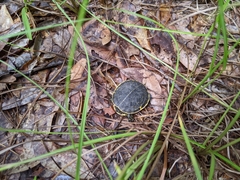 Deirochelys reticularia