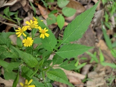Sinosenecio oldhamianus