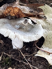 Russula amoenolens