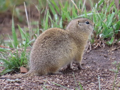 Urocitellus