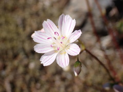 Lewisia columbiana
