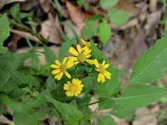 Sinosenecio oldhamianus