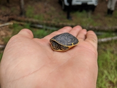 Deirochelys reticularia