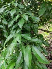 Sloanea sinensis