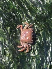 Hemigrapsus oregonensis