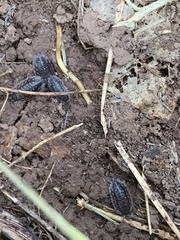 Oniscus asellus
