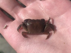 Hemigrapsus oregonensis