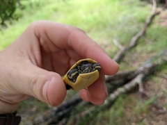 Deirochelys reticularia