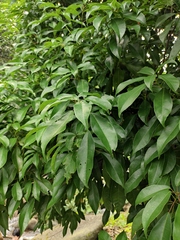 Sloanea sinensis
