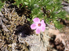 Phlox diffusa
