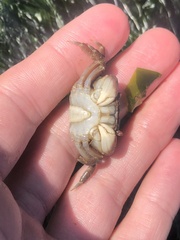 Hemigrapsus oregonensis