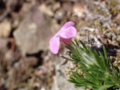 Phlox diffusa