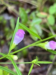Agalinis tenuifolia