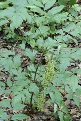 Xanthorhiza simplicissima