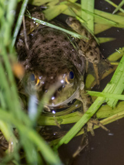 Lithobates grylio