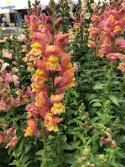 Antirrhinum