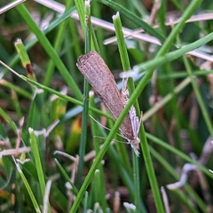 Fissicrambus mutabilis