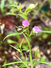 Agalinis tenuifolia