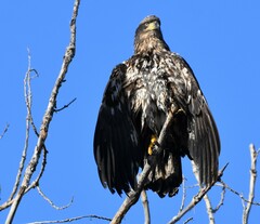 Haliaeetus leucocephalus