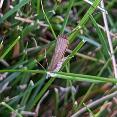 Fissicrambus mutabilis