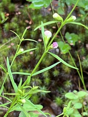 Agalinis tenuifolia
