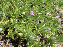 Phlox diffusa