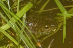 Lithobates grylio
