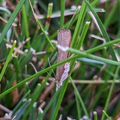 Fissicrambus mutabilis