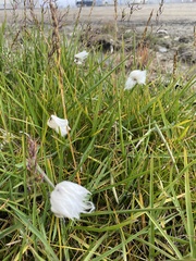 Eriophorum