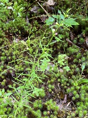 Agalinis tenuifolia