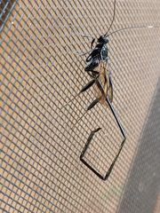 Pelecinus polyturator