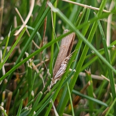 Fissicrambus mutabilis