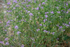 Medicago sativa