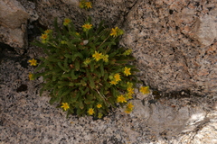 Ivesia pygmaea