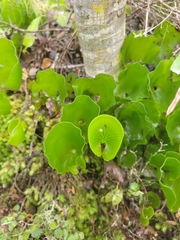 Hymenophyllum nephrophyllum