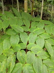 Aralia chinensis