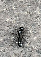 Myrmentoma