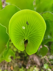 Hymenophyllum nephrophyllum