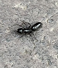 Myrmentoma