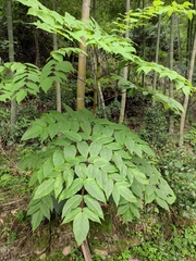 Aralia chinensis