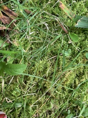 Thuidium delicatulum