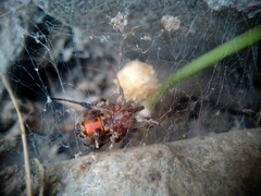 Latrodectus geometricus