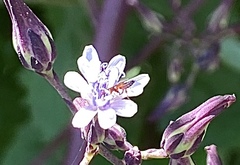 Toxomerus marginatus