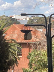 Passer domesticus