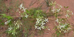 Clematis ligusticifolia