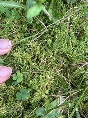 Thuidium delicatulum