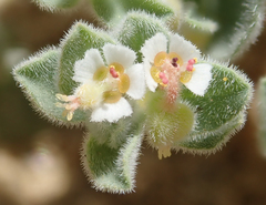 Euphorbia vallis-mortae