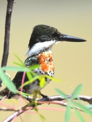 Chloroceryle americana