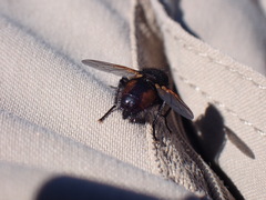 Tachininae
