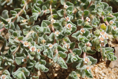 Euphorbia vallis-mortae
